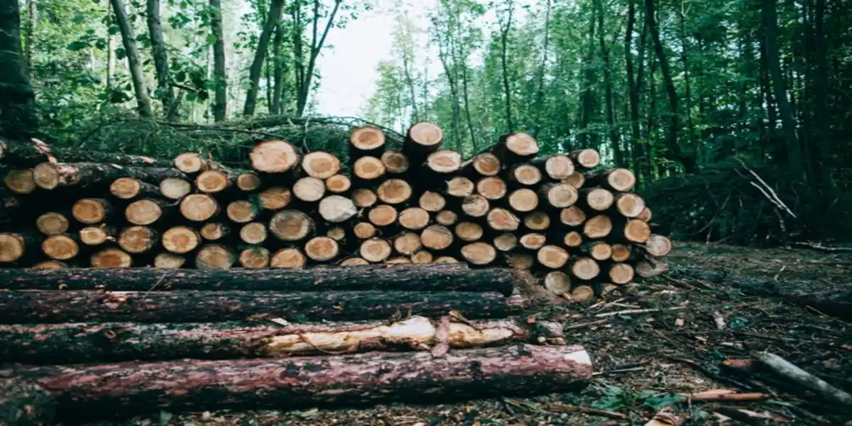 جلوگیری از قطع درختان جنگل